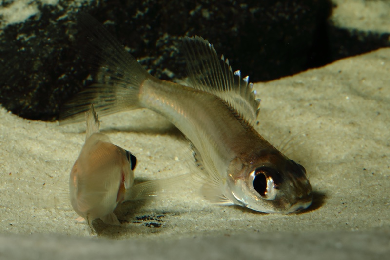 Trematocara marginatum 'Kigoma area'